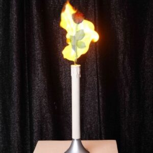 Appearing rose